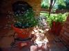 Non Wind Loving Shade Plant